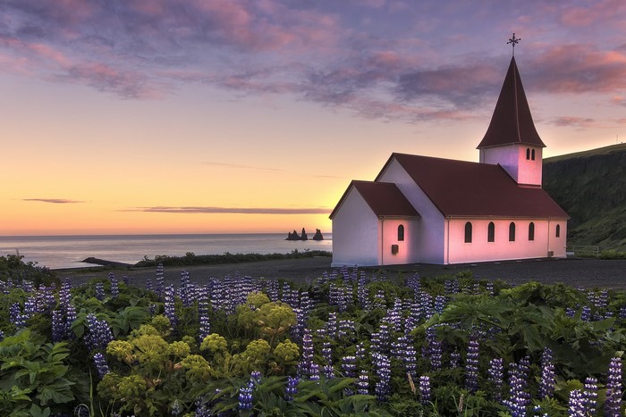 Church in Iceland with Lupines and Ocean at Sunset