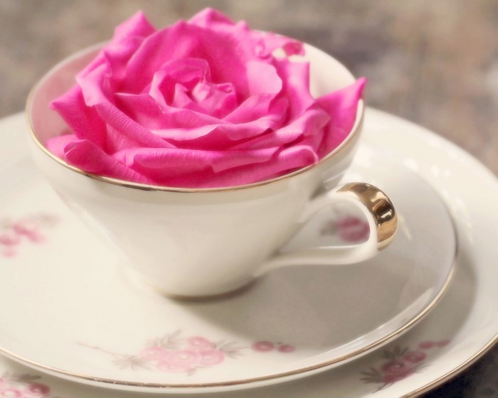 Pink rose in a teacup on a saucer