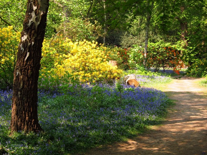 Woodland path with bluebells and flowering shrubs