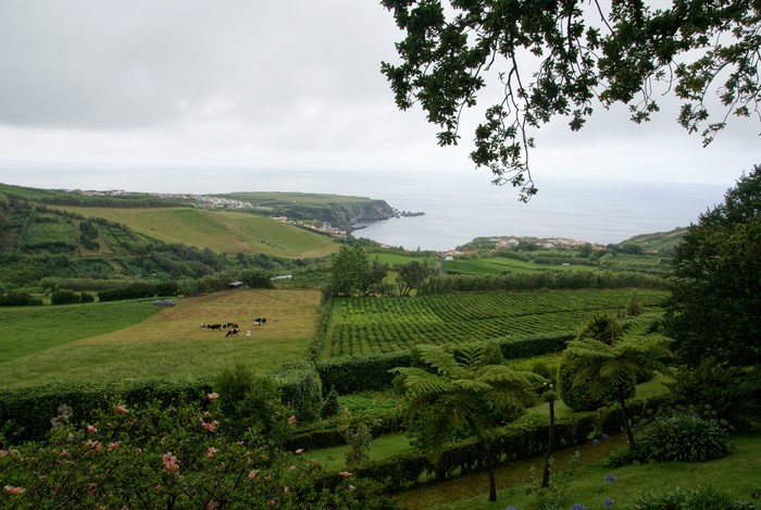 Azores Portugal Coastline with Fields and Cows