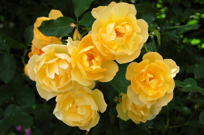 A cluster of bright yellow roses in bloom