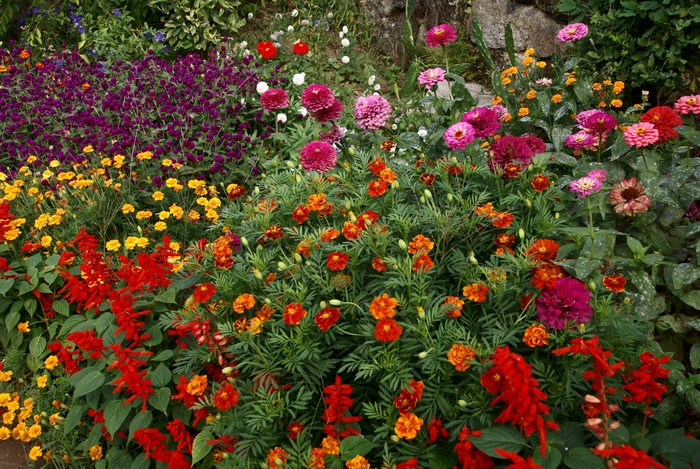 A vibrant flower garden with diverse blooms