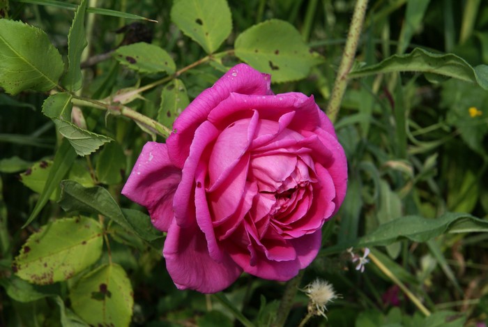 A vibrant pink rose in bloom surrounded by green foliage