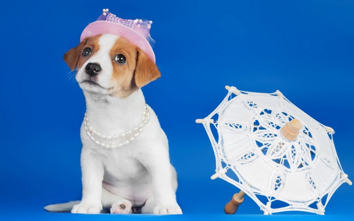 Jack Russell Terrier puppy wearing a hat and pearls