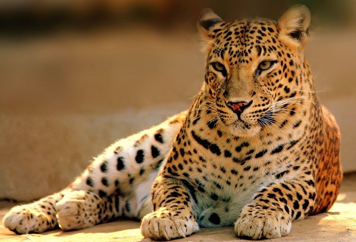 Leopard resting on the ground