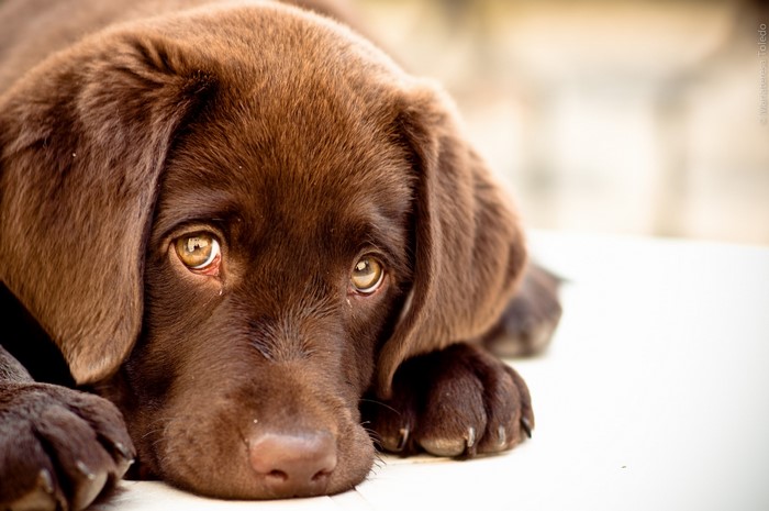 Chocolate Labrador Retriever puppy looking up