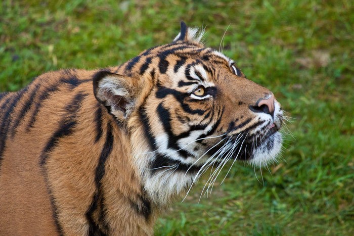 Tiger in a grassy field
