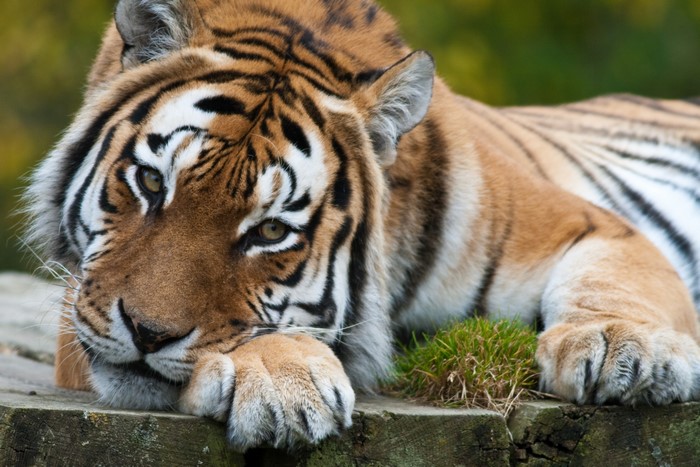 Tiger lying down on wooden surface
