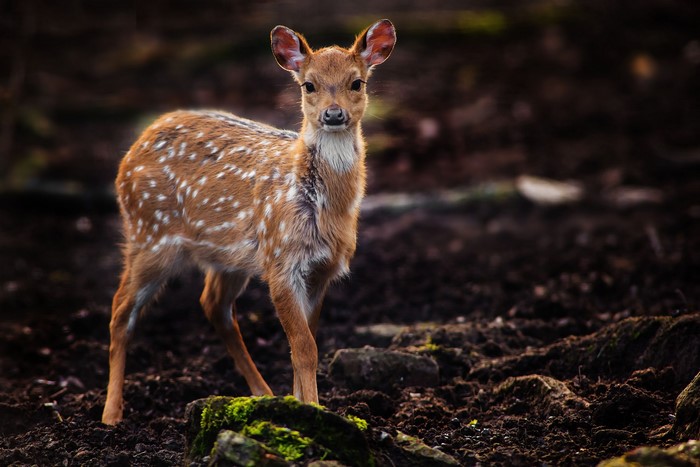 A spotted fawn stands in a forest