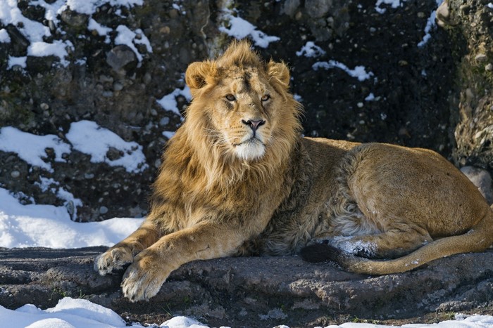 Lion resting on rocks with snow
