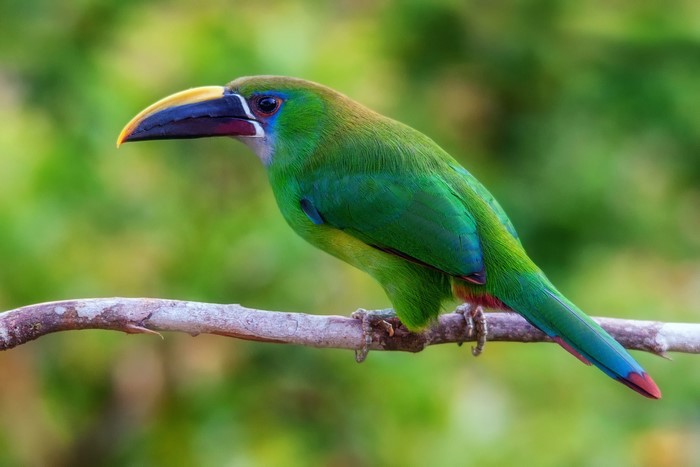 Emerald Toucanet perched on a branch