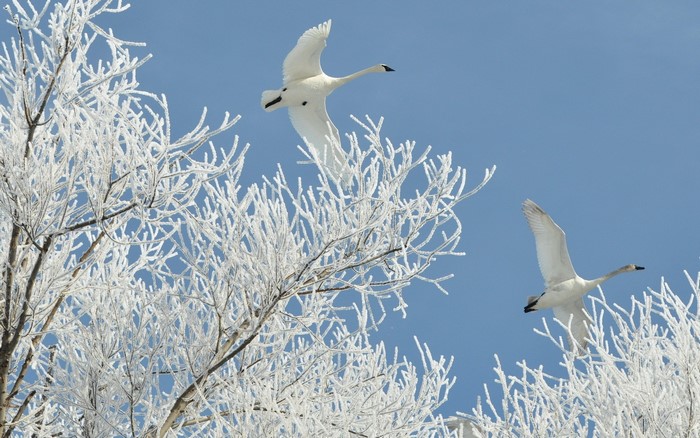 Two swans flying near frosted branches