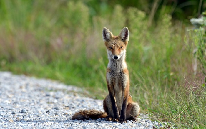 A fox sits on a gravel path