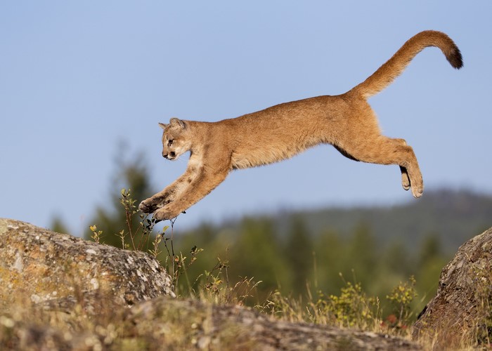 Cougar jumping between rocks in a natural setting