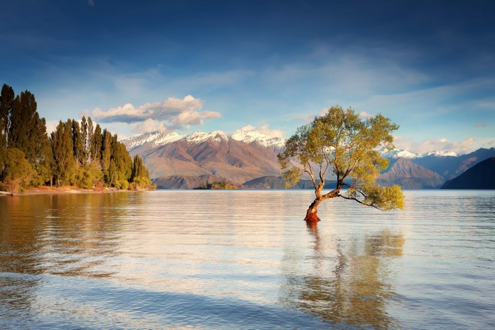 Wanaka Tree, Lake Wanaka, South Island, New Zealand