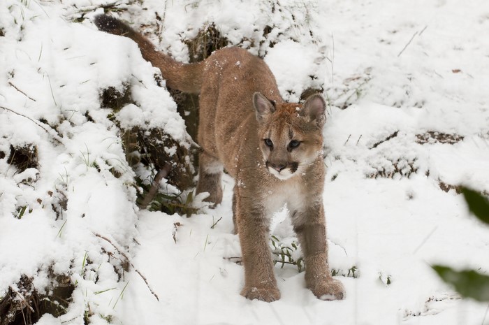 A puma stands in the snow