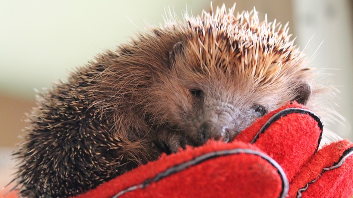 Hedgehog resting on red gloves