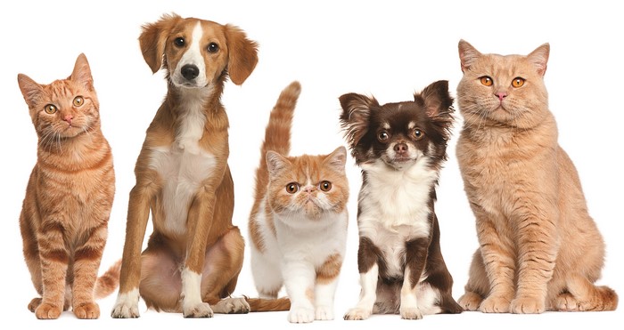 Group of cats and dogs sitting together