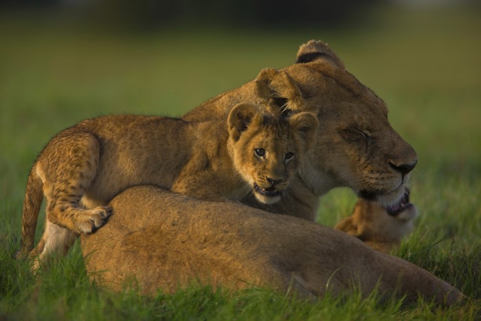 Lions and cubs in a grassy field