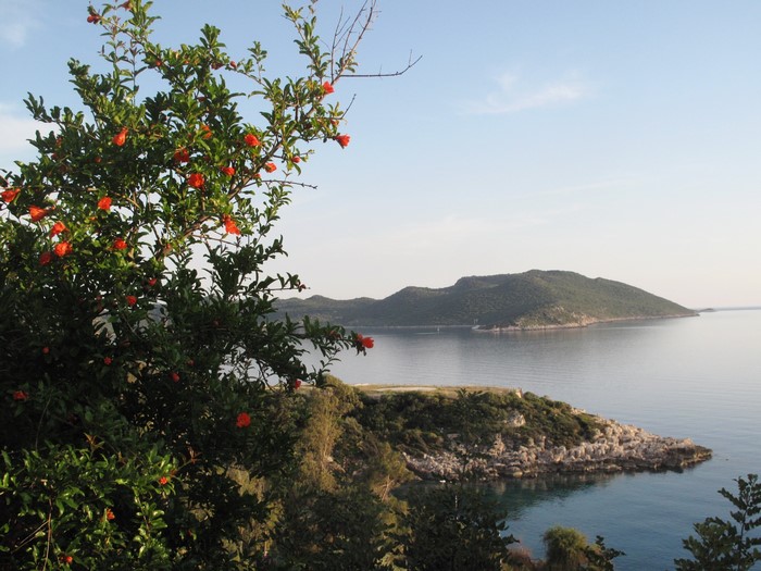 Pomegranate tree with red flowers by the sea in Turkey
