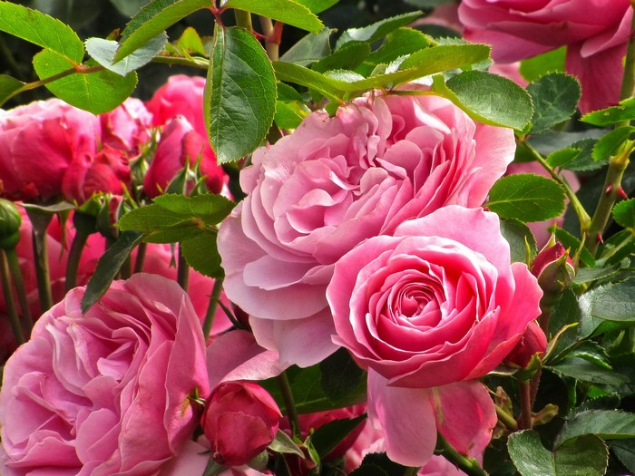 Pink Roses and Green Foliage