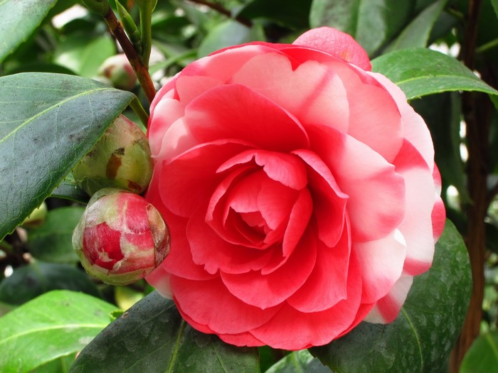 Pink and white camellia flower with buds