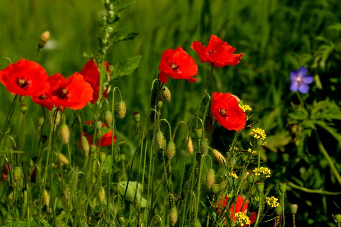 Red Poppies and Green Grass