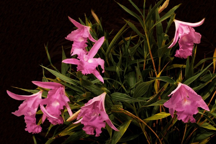 Pink orchids with green leaves on dark background