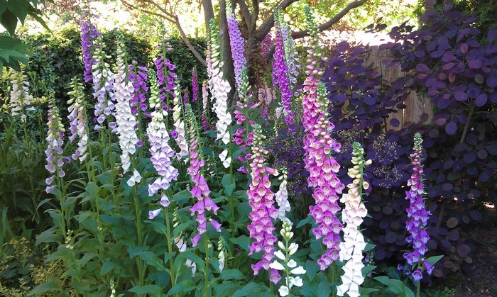 Foxgloves in a garden with purple foliage