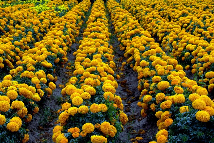 Rows of yellow marigolds in a field