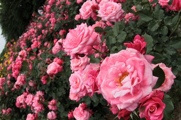 Pink roses in a garden