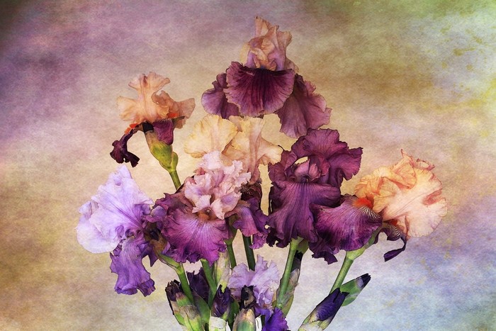 A textured painting of a bouquet of irises