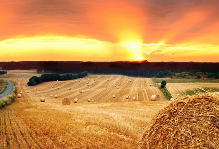4K Hay Fields at Sunset