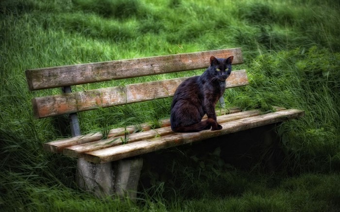 Black cat sitting on a wooden bench in grass