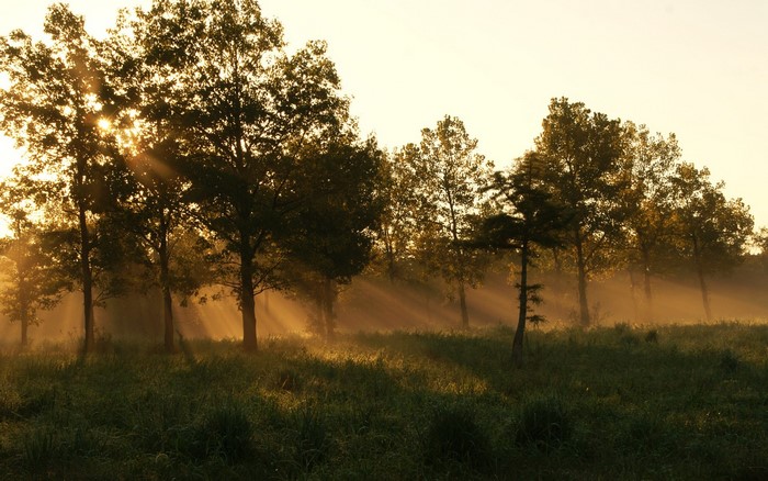 Sunlight rays through trees in foggy meadow