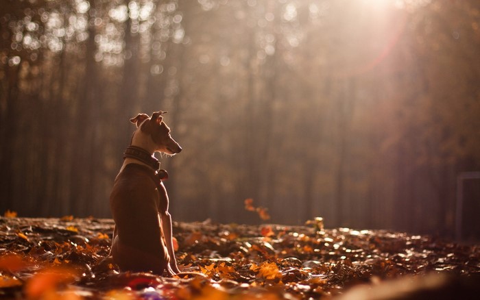 Dog sitting in autumn foliage