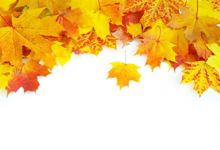 Autumn Maple Leaves Border