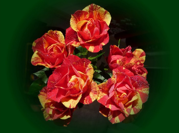 Striped red and yellow roses with water droplets