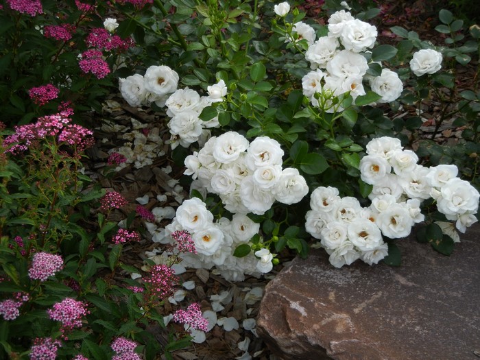 White roses and pink Spiraea flowers with a rock