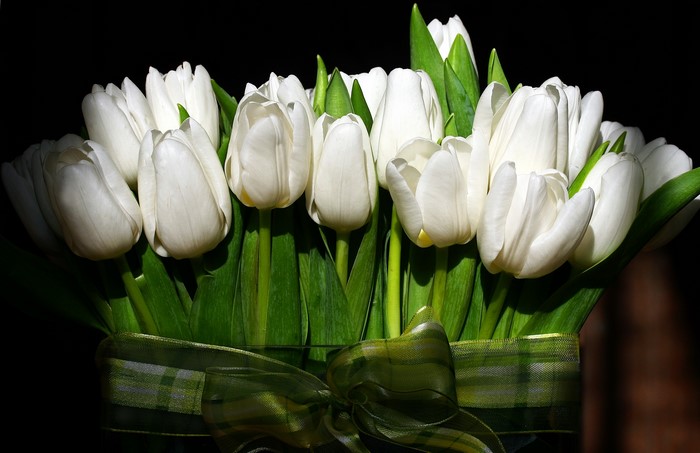 Bouquet of white tulips with a green ribbon