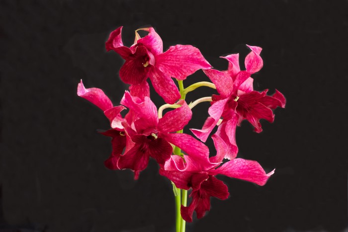 Deep Pink Orchids on Black Background