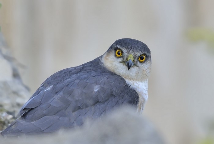Eurasian Sparrowhawk looking over its shoulder