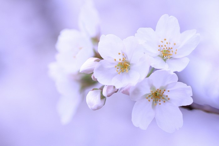Close-up of White Sakura Blossoms