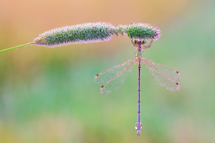 Damselfly on a dew-covered plant stalk