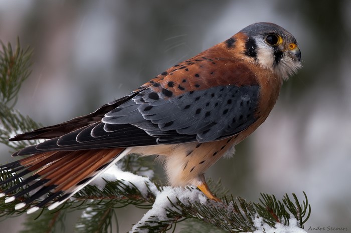 American Kestrel perched on a snowy pine branch