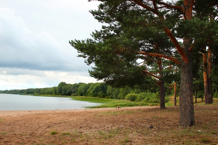 Sandy beach and pine trees by a lake in Russia