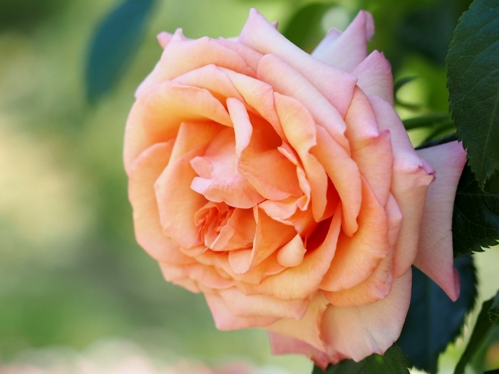 Close-up of a peach and pink rose