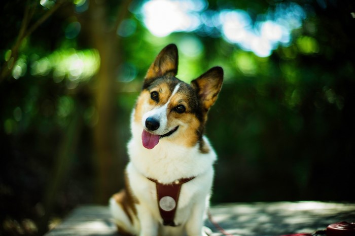 Welsh Corgi sitting outdoors