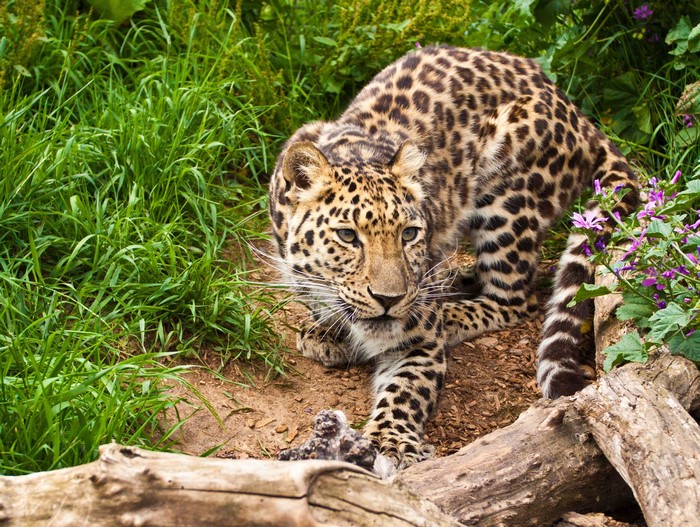 Leopard crouching in grass and logs