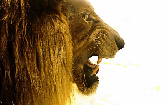 Close-up of a lion roaring